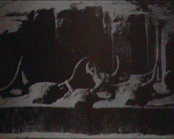Saqqara bul worship. Egypt